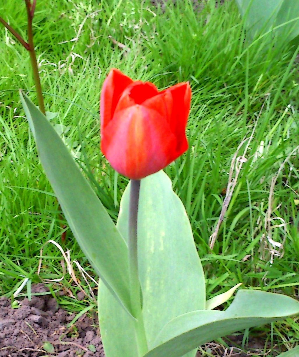 Цветочек не замятый (Раиса Уртаева) / Стихи.ру