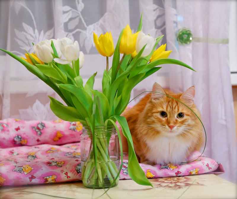 Весенний подарок
