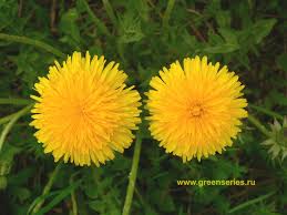 Два одуванчика