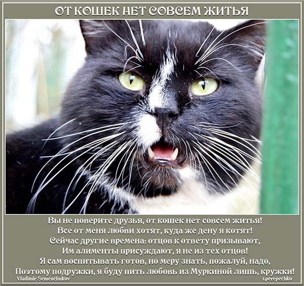 От кошек нет совсем житья
