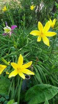 Весенний хмель