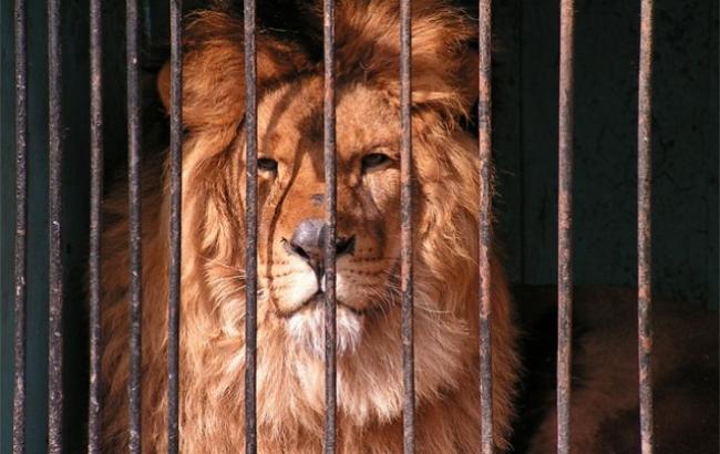 Lion in a cage stock image. Image of power, portrait - 92409649