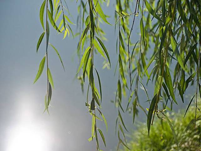 На юру стояла ива