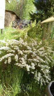 Норов апреля