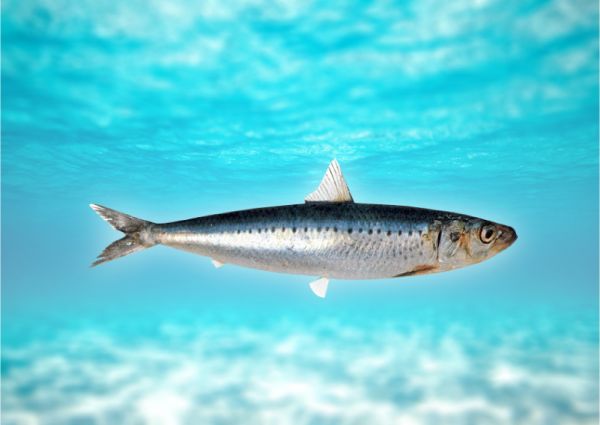 Замороженная рыба - Магазин качественной еды