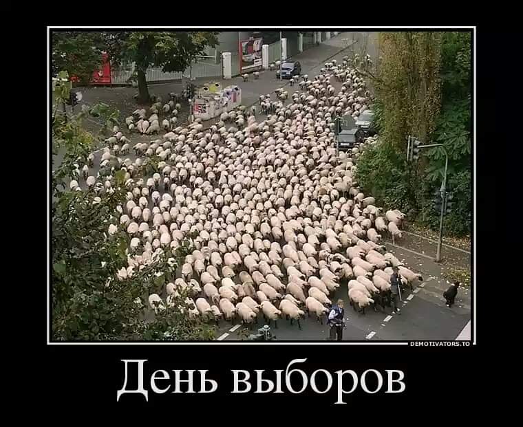 Дума о выборности