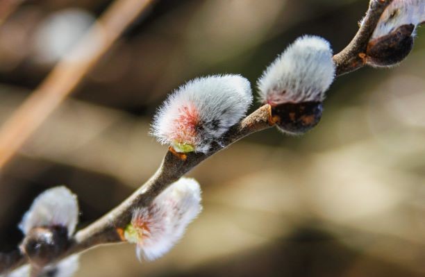 13 33 000 Вербное воскресение или вход Господень в