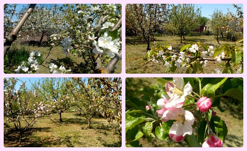 Бросают вишни лепестки