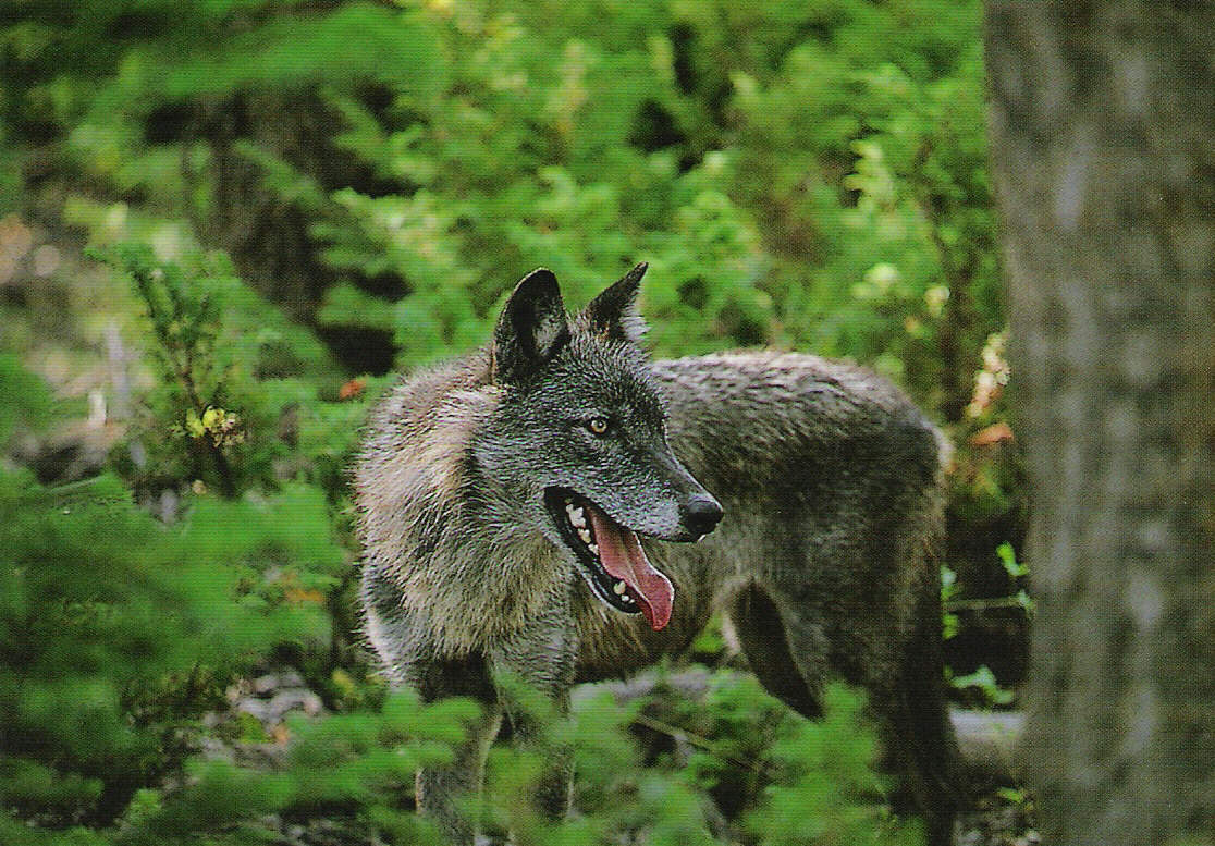Серый волк чем питаются