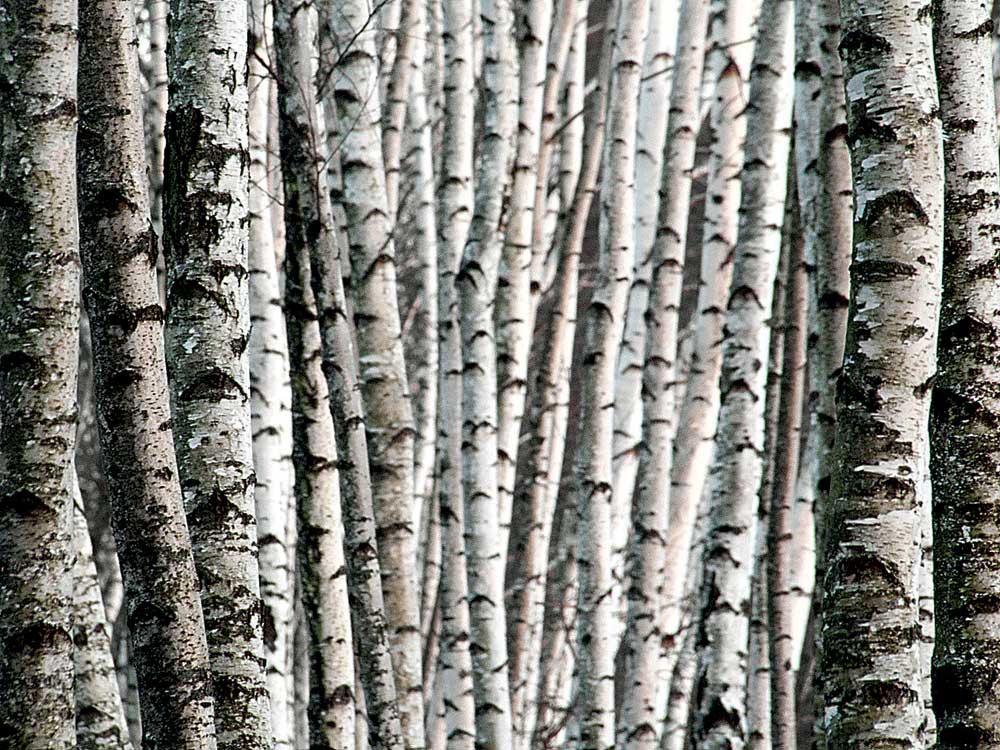 Путём весны