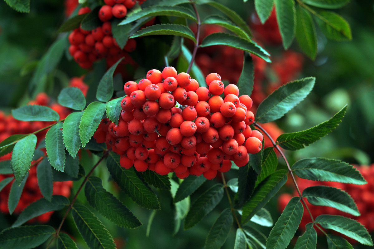 Рябина Sorbus aucuparia