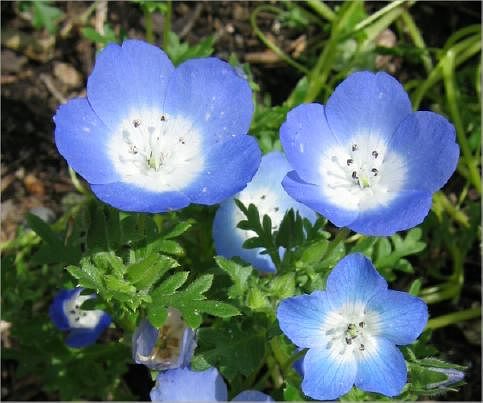 Две беды во мне дрались...