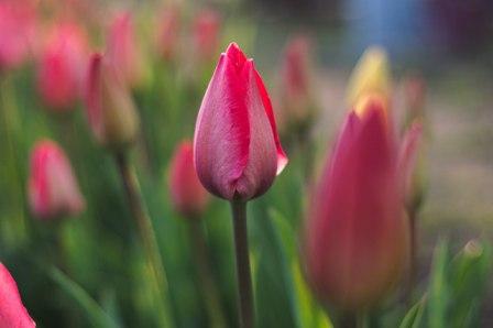 Серебряное копытце