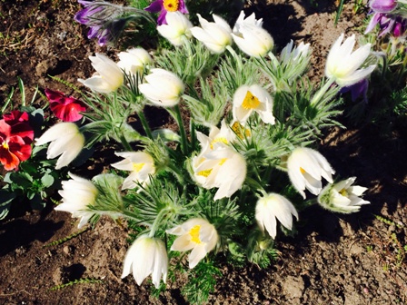 Как солнце льётся на поля