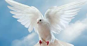 В небе безоблачном голубь кружится