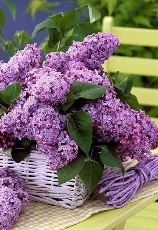 Цветет весна