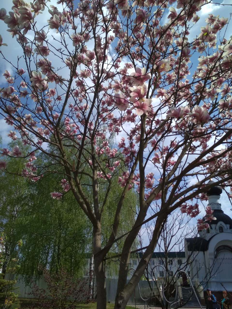 Розовая магнолия