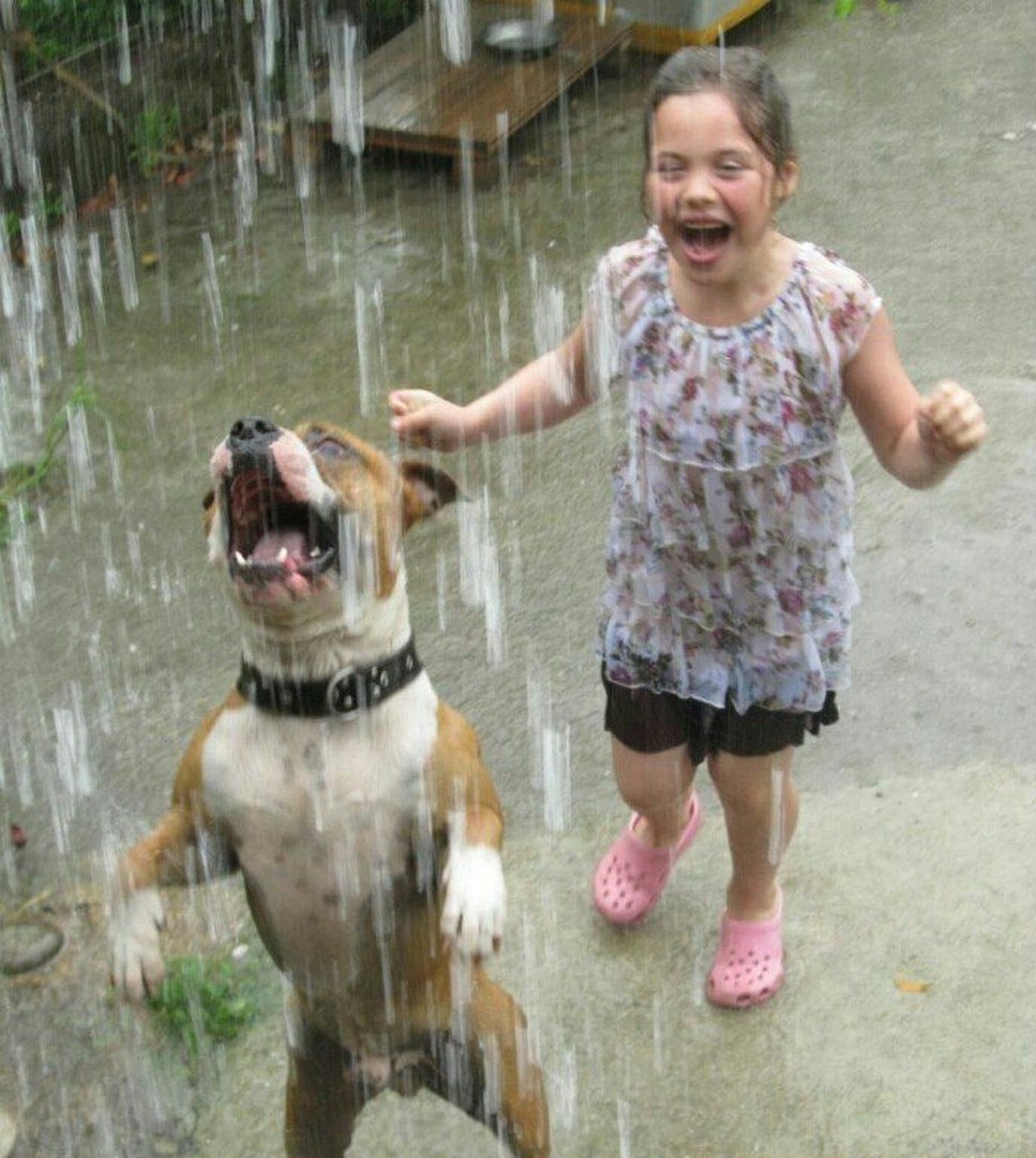 Как животные радуются дождю. Собака радуется. Животные радуются дождю. Собака под дождем. Собака радуется дождю.