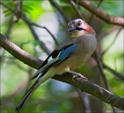 Вешняя сказка