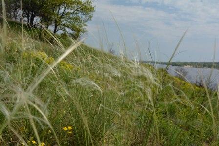 Ковыль, очищение всем нам