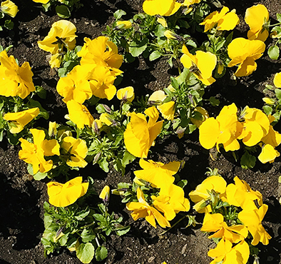 Весна пришла