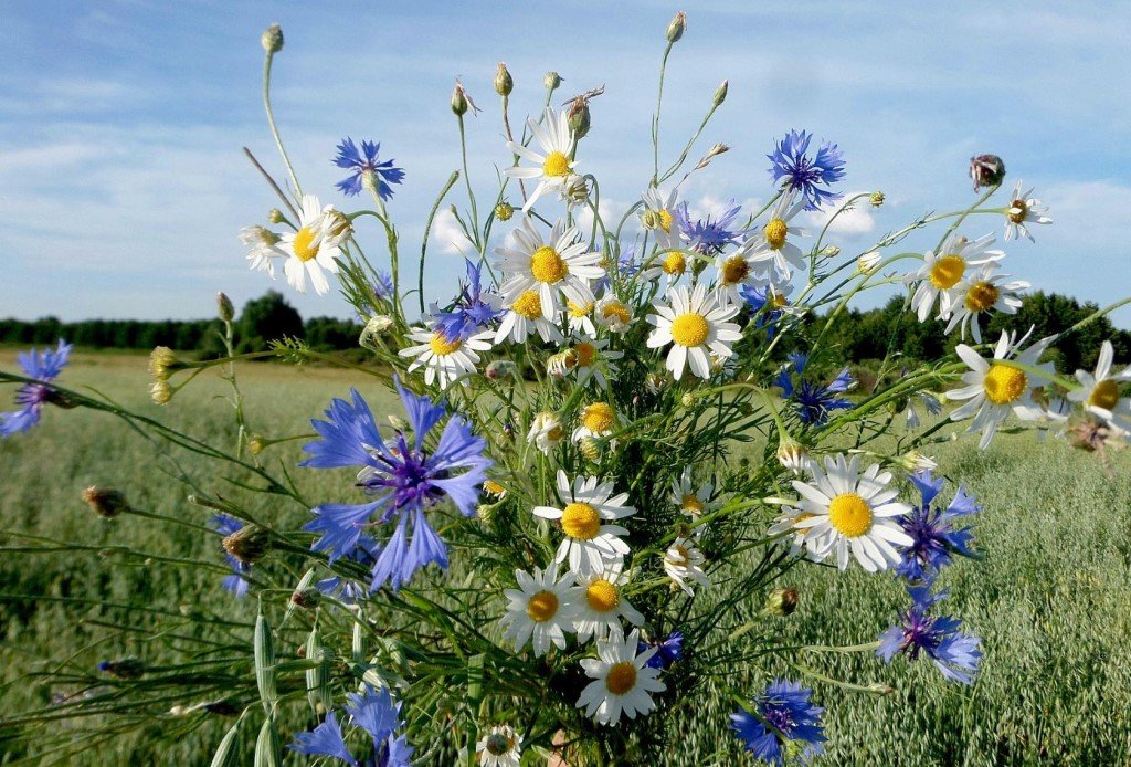 В вазе облако ромашек