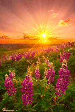 Любовь и жизнь