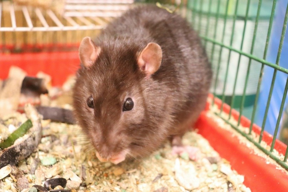 Твой смех, твои мысли