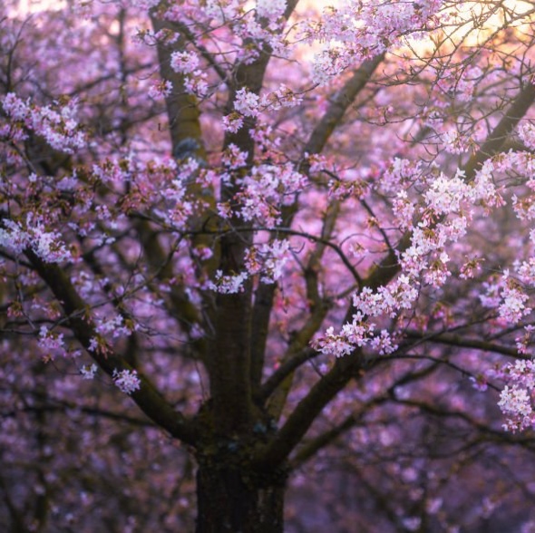 Вишня цветёт (Елена Ларюшина) / Стихи.ру