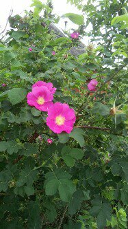 Кричит душа