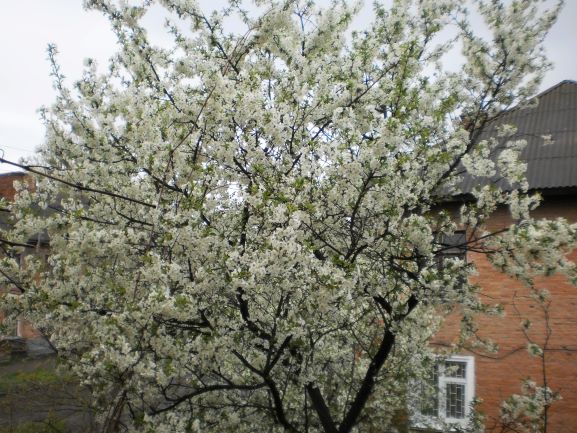 Родительский дом... Из Маргариты Метелецкой