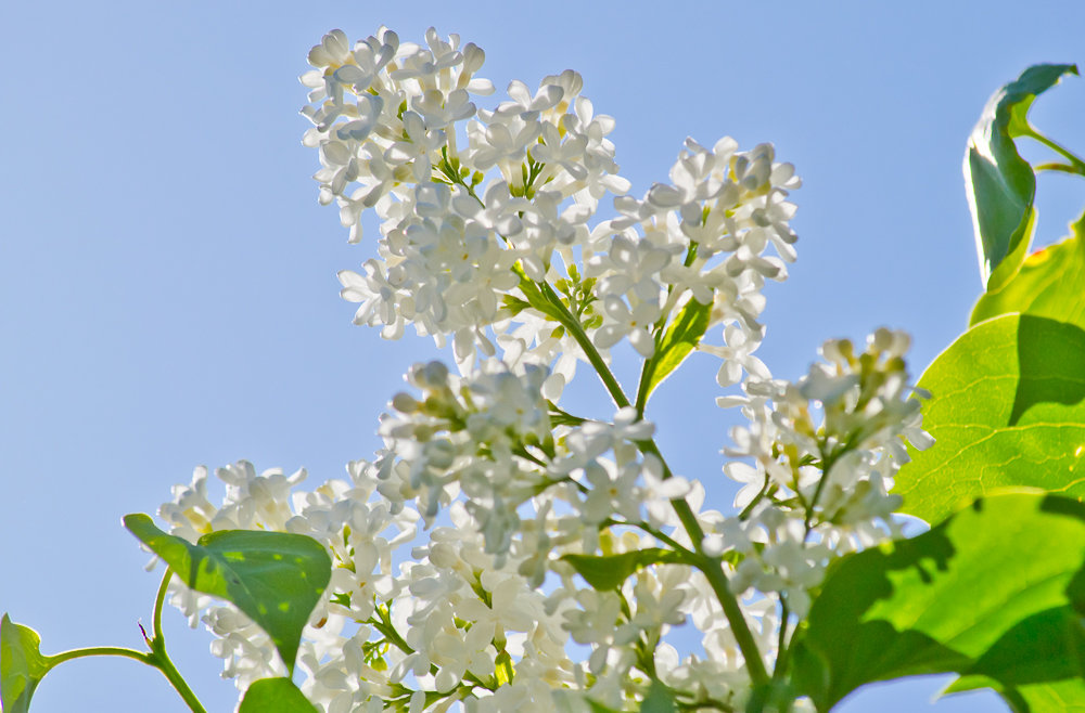 Это... весна...