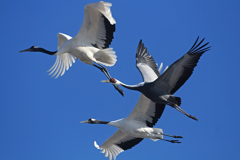 Журавли над Николаевым