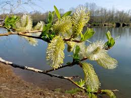 Дыхание весны