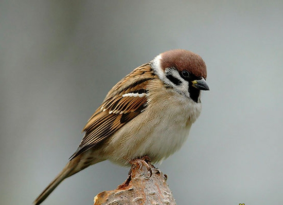 Воробьишко, не чирикай