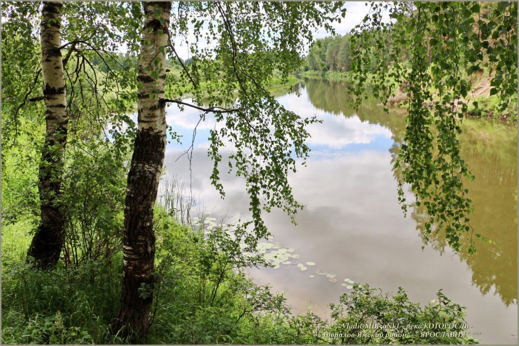 Красивые березы у реки