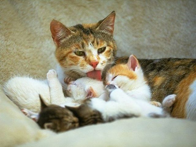 Рассказ детям. Пеструшка с котятами