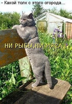 На мышиную охоту