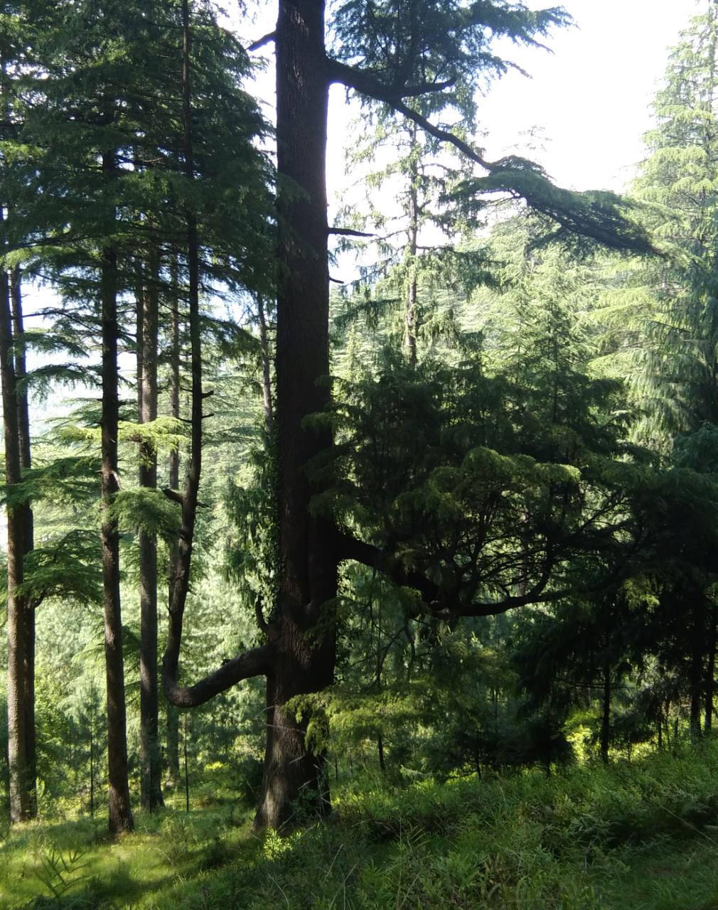 Признание в любви