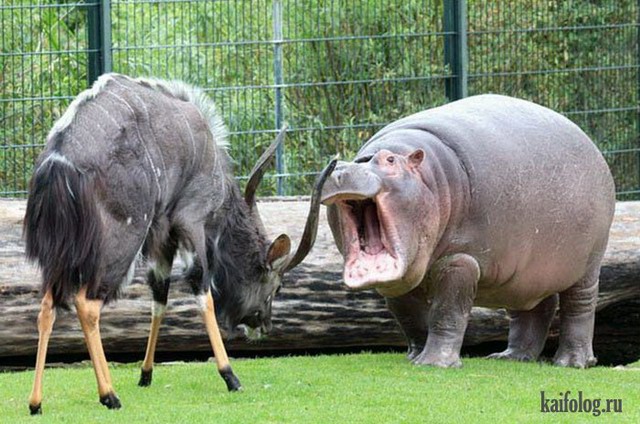 Намотаю на рога