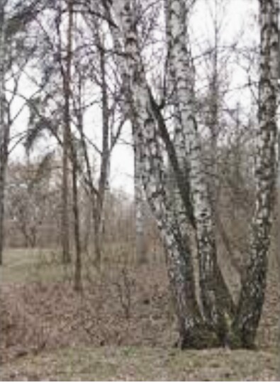 А берёзки плачут