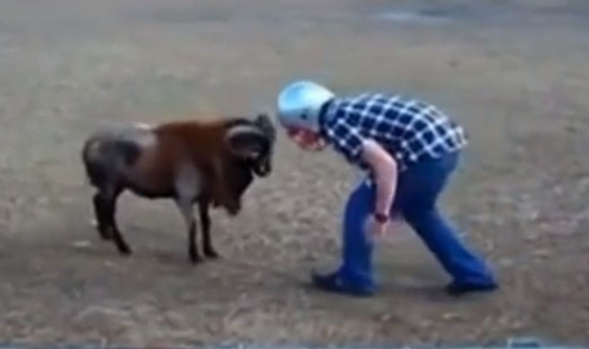 Получай-ка по рогам