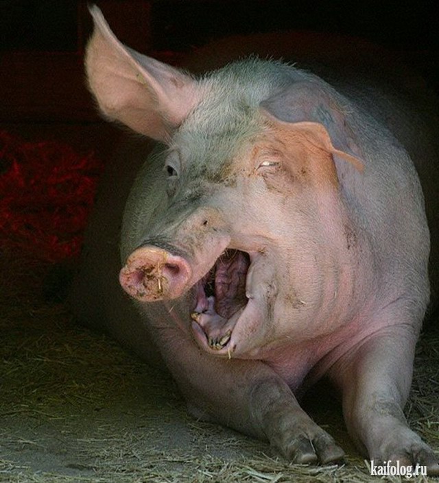 Поросячий герой