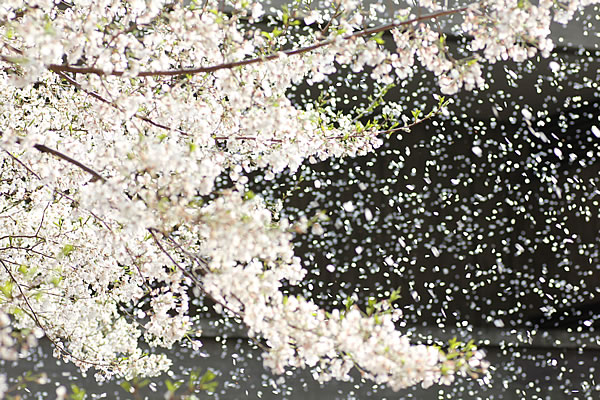 Вишневая метель