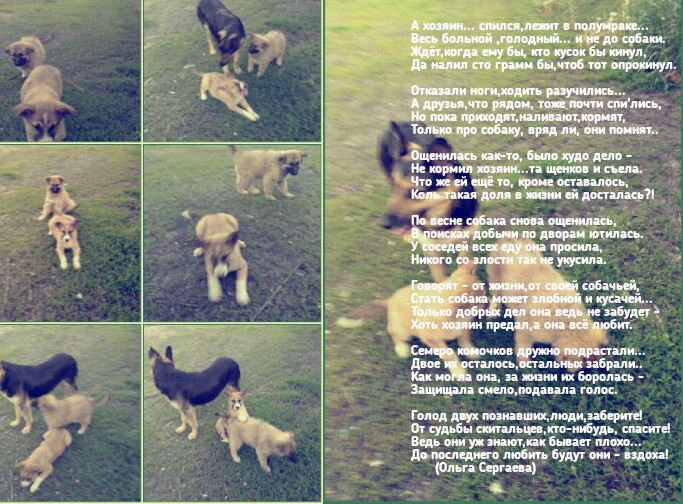 Собачья доля