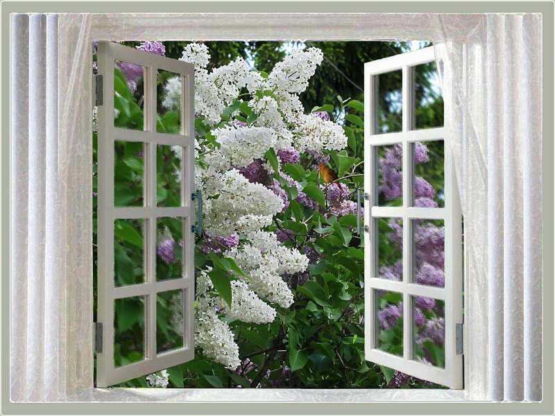 Глядит в моё окошко красавица сирень
