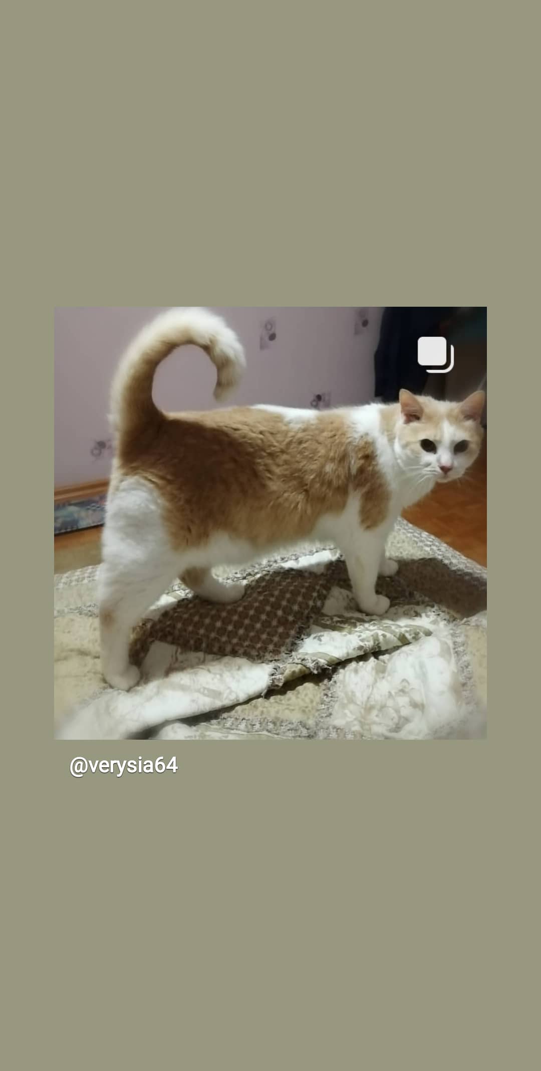 Монолог кота