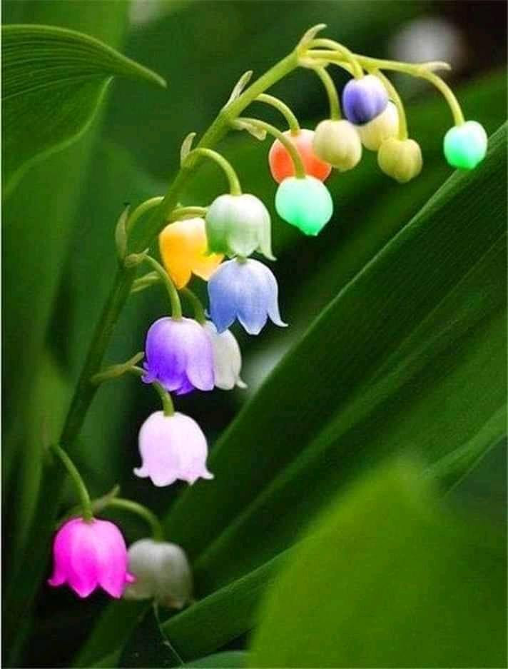 Серебристый ландыш