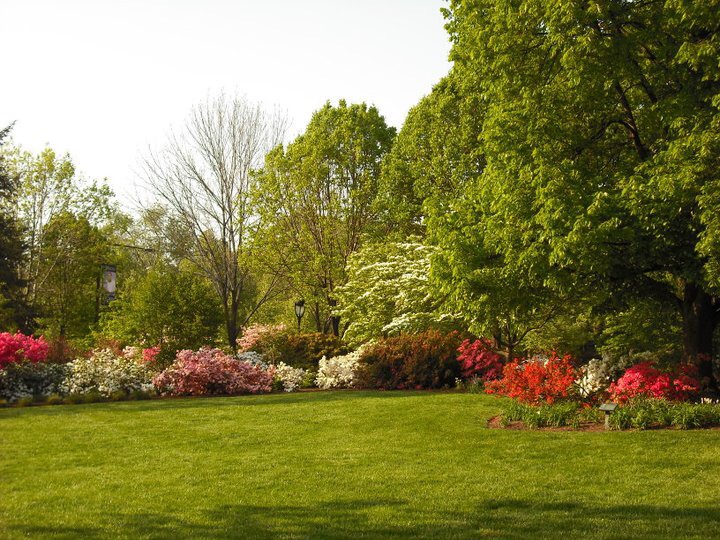 Весны отрава