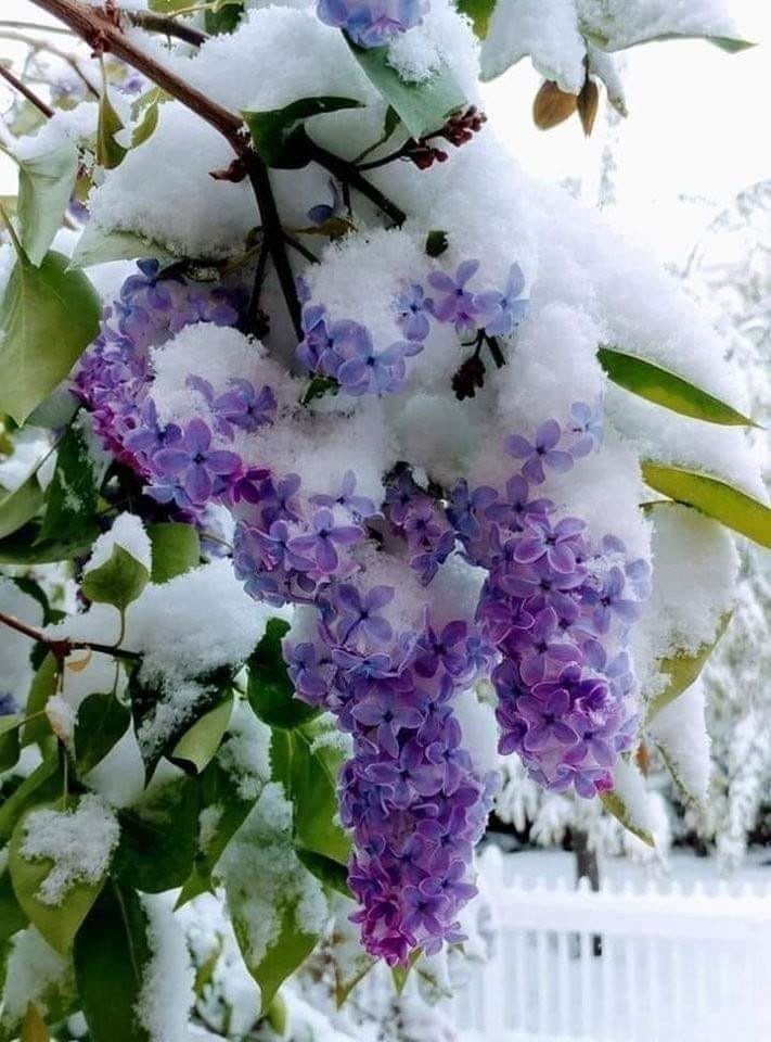 Совсем не майская сирень